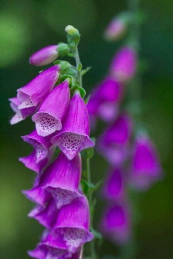 Foxglove House Knights Town 外观 照片